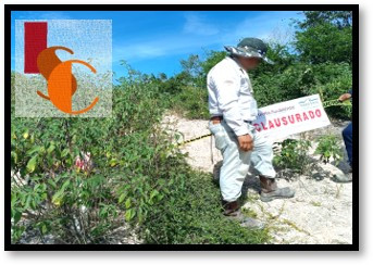 En Campeche decomisan 54 toneladas de carbón vegetal; tras mega operativo nacional de PROFEPA. 